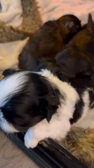 Imperial shih Tzu in Indianapolis, Indiana