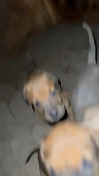 Doberman/ Corsos For Sell in Fresno, California
