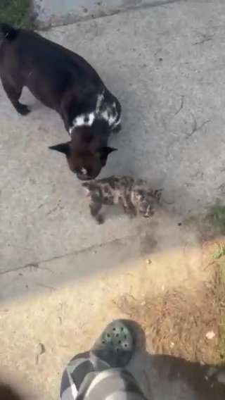 Exotic Micro Bully Hybrid in Charleston, South Carolina