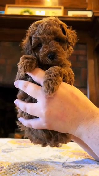 AKC Toy Poodle, Peach x Kissi in Huntsville, Alabama