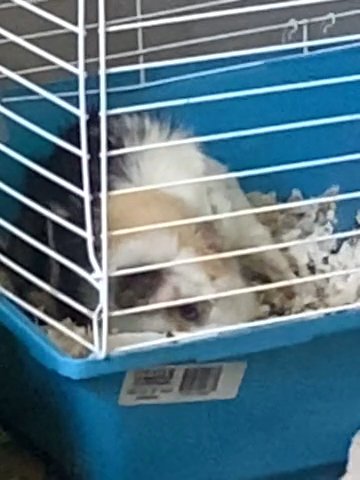 Adolescent Abyssinian guinea pig for sale in Augusta, Georgia