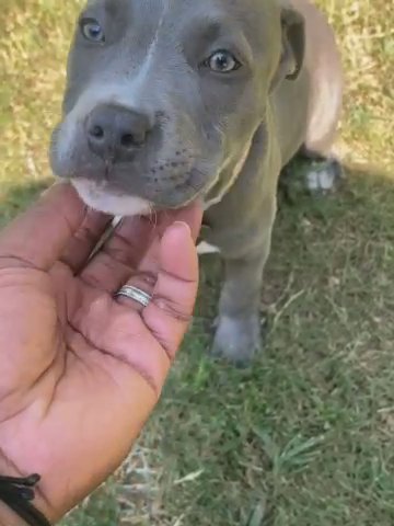 Xl Blue Pitbull in North Augusta, South Carolina