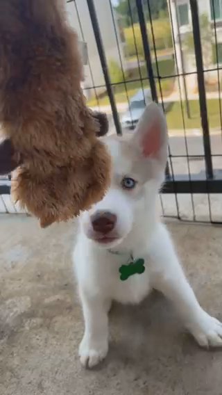Purebred Husky in Covington, Georgia