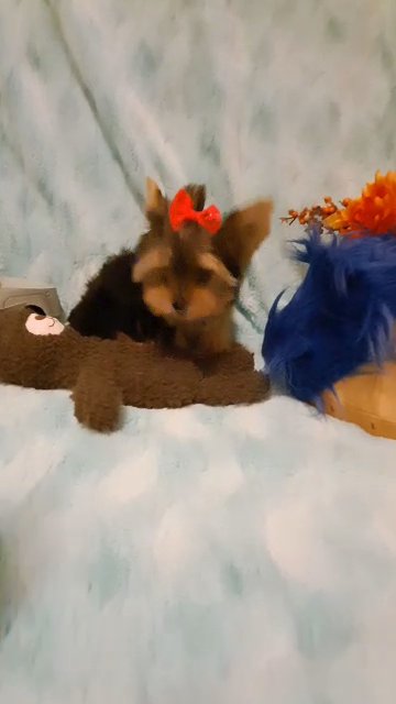female yorkie in McAlester, Oklahoma