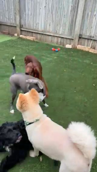 Chow in Dallas, Texas