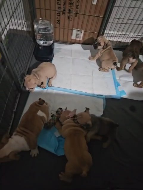 English Bulldog Puppies in Florence, South Carolina