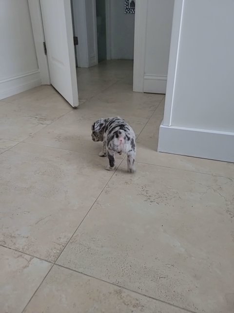 french bulldog in Cape Coral, Florida