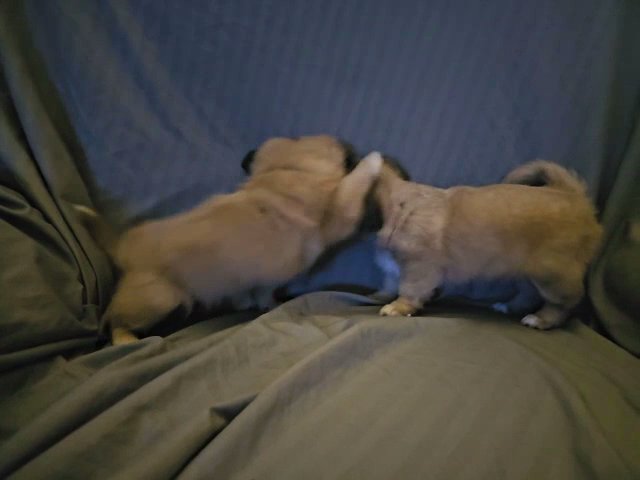 Pekingese puppies in Greensboro, North Carolina