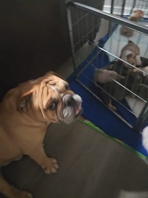 English Bulldog Puppies in Florence, South Carolina