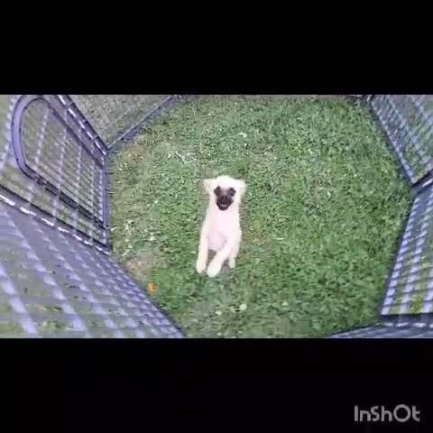 tOy siZe pUppy in Fresno, California