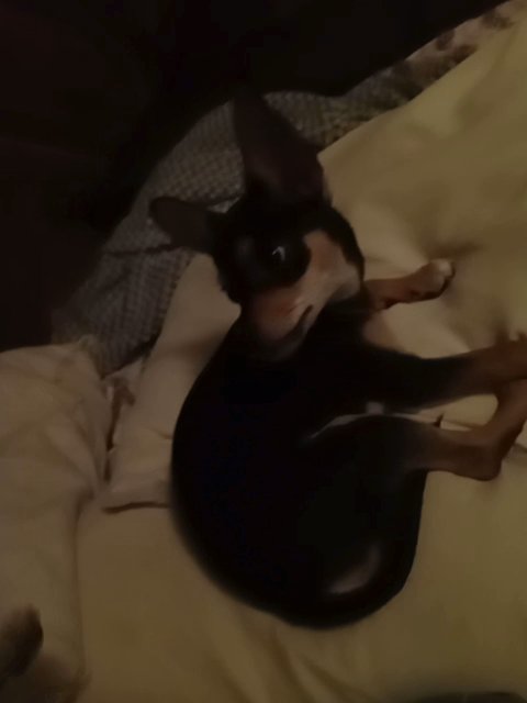 purebred applehead chihuahua 14 weeks old in Canton (Township), Ohio