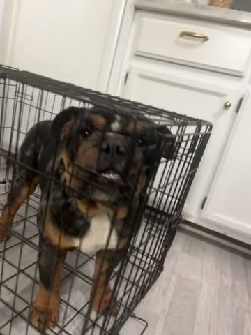 english bulldog-merle in Sacramento, California