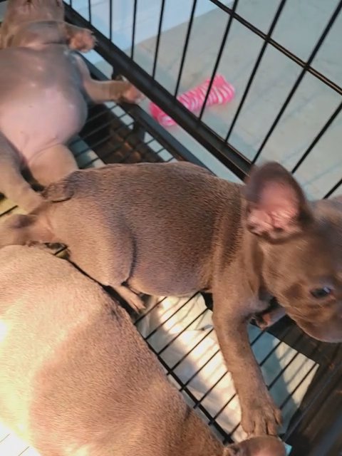french bulldog in Cape Coral, Florida