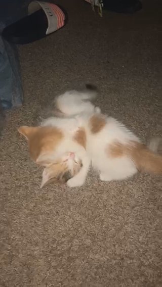 2 kittens for sale in Toledo, Ohio