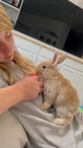 Baby Bunnies! in Tucson, Arizona