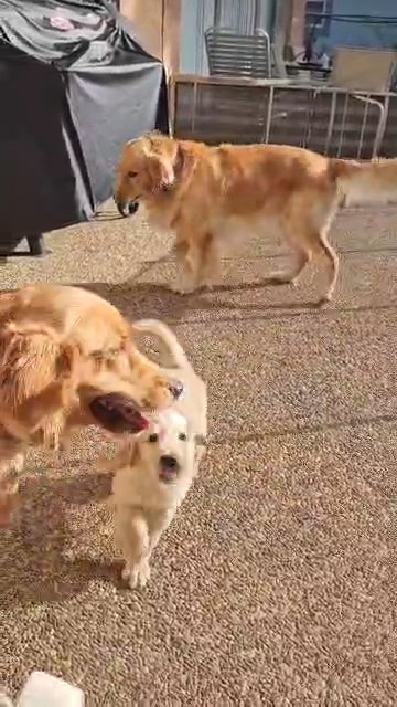 8 week old Golden Retrievers in Coral Springs, Florida