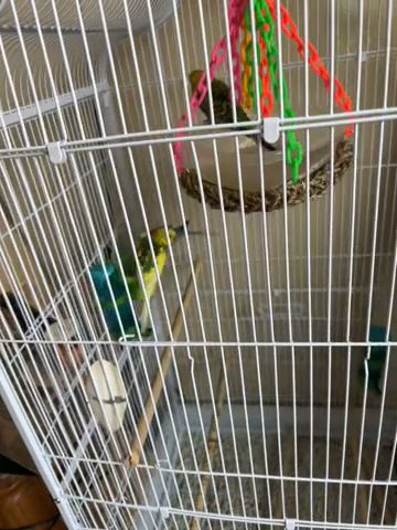 3 Parakeets in Littleton, Colorado