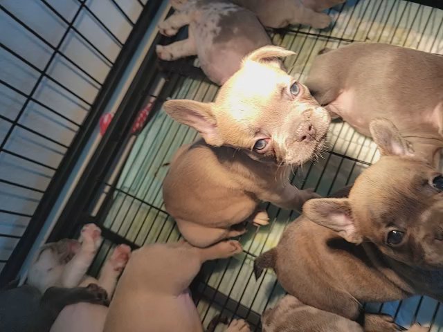 french bulldog in Cape Coral, Florida