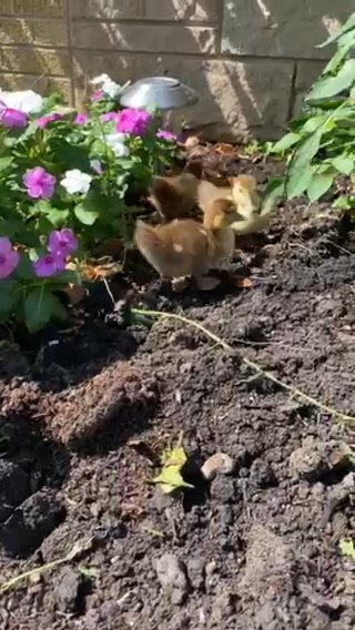 Ducks in Skokie, Illinois