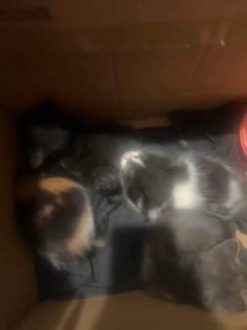 Cat in Apopka, Florida