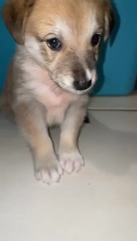 husky mix with german shepherdI in Miami Shores, Florida