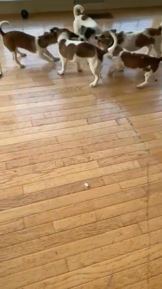 Tug Of War in Newark, Delaware