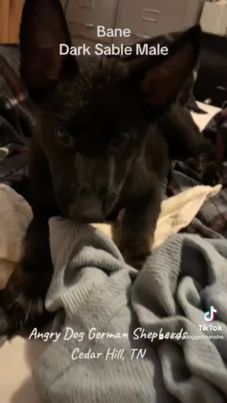 SOLD! AKC Dark Sable German Shepherd in Nashville, Tennessee