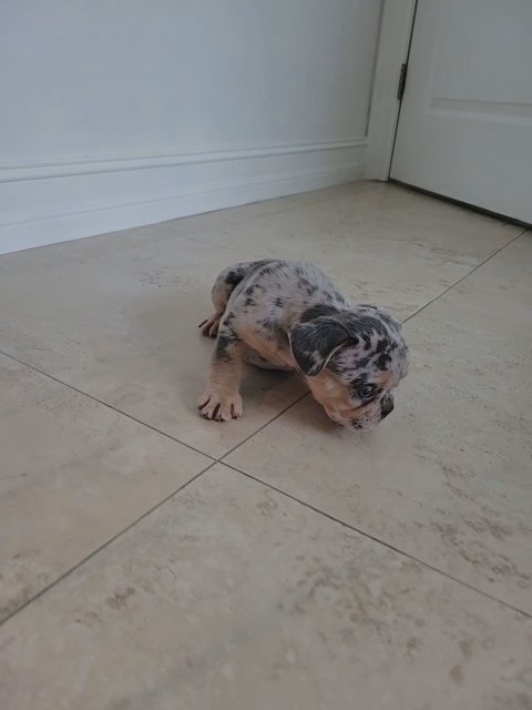 french bulldog in Cape Coral, Florida