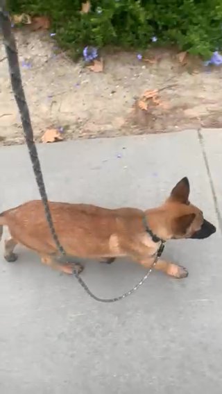 Belgian Malinois Puppy For Sale 12 Weeks Old in Mission Viejo, California