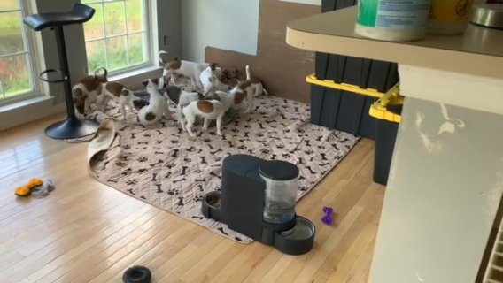 New Mat Needs Fluffing / Jack-Tzu American Hairless in Newark, Delaware