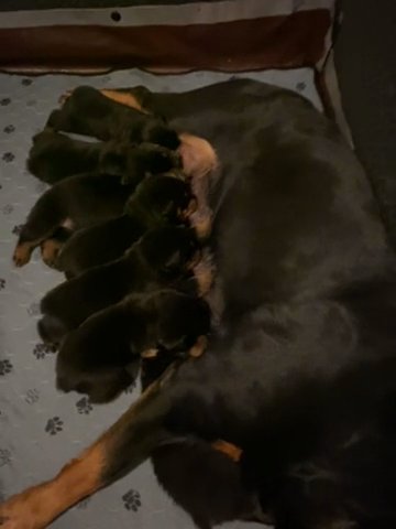 Rootweiler Puppy in San Marcos, Texas