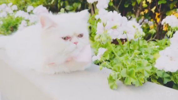 Pure White Persian Kittens in San Diego, California