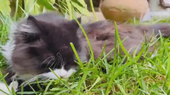 Tuxedo Persian Kitten Black And White in San Diego, California