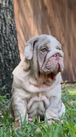 Sweetheart male English Bulldog in Dallas, Texas