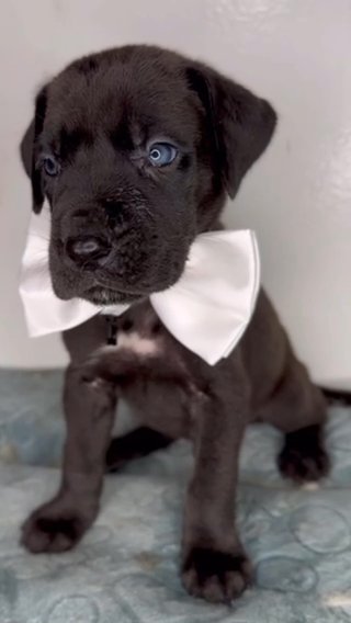 Great Dane Puppy in Orlando, Florida