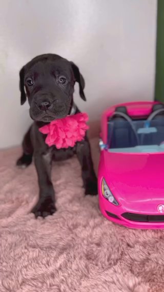 Great Dane Puppy in Orlando, Florida