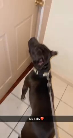 Pitbull Purebreed in Washington, District of Columbia