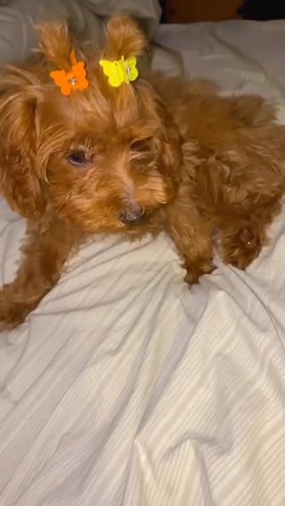 Sweet Lovely Puppy in New York City, New York