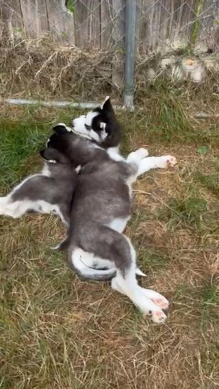 Playful Well Tempered Siberian huskies in Everett, Washington