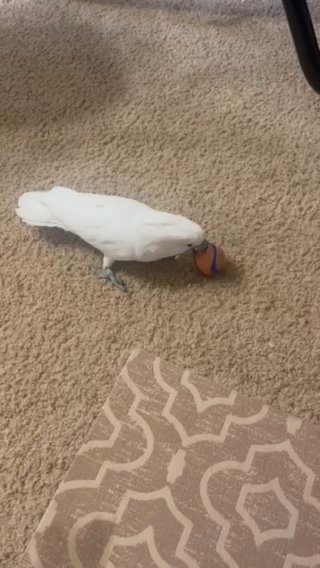 Umbrella Cockatoo in Griffin, Georgia