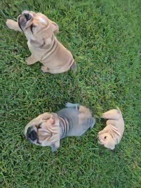 English Bulldog puppies ready for new homes! in Florence, South Carolina