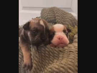 TrinTayMushBulldogs in Fayetteville, North Carolina