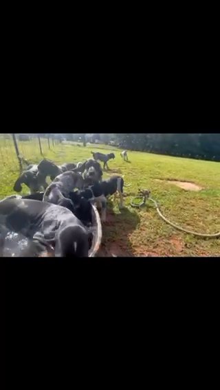 Blue Tick Coon Hound Puppies in Fountain Inn, South Carolina
