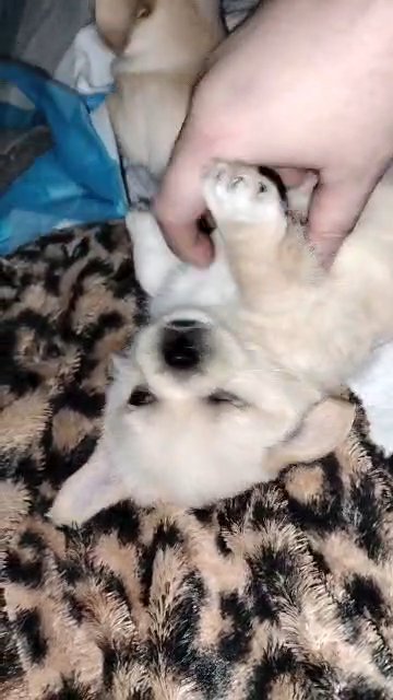 Puppies For Sale! 3-months old in The Bronx, New York