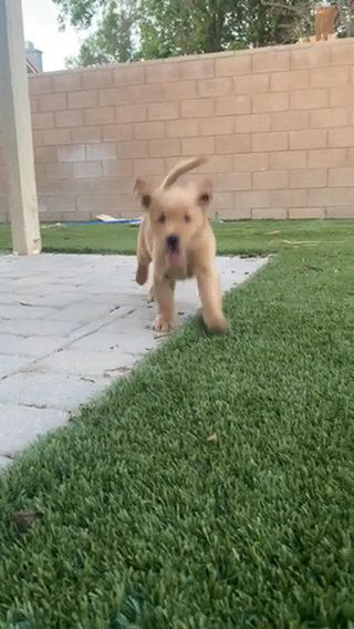 Golden Retrievers in Palm Springs, California