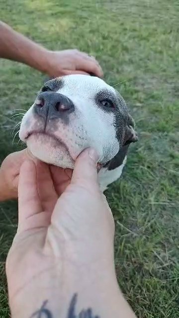 Sophia American Bully, XL in Columbia, South Carolina