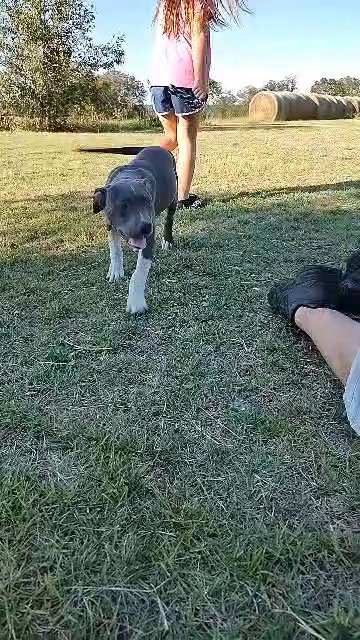 Blanche XL American Bully ABKC in Columbia, South Carolina