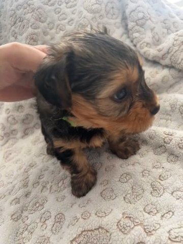 Male Yorkie (Green in Thomasville, North Carolina