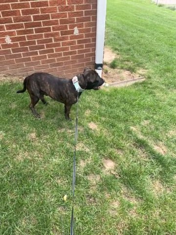 ( Bruno ) Staffordshire Bull Terrier in Kalamazoo, Michigan