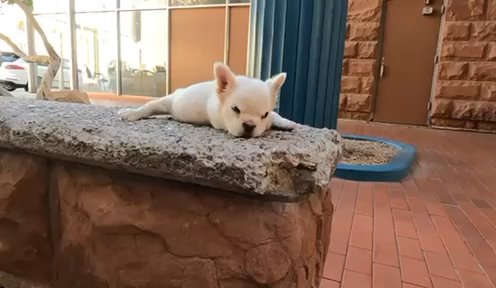 Fluffy Girl ? in Rio Rancho, New Mexico